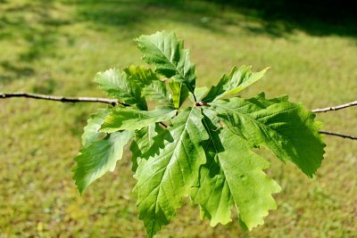 Quercus muehlenbergii - dub Muehlenbergův - jarní listy